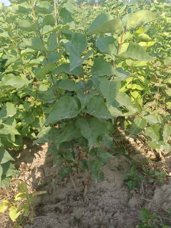 1734676105856004.jpg IMG_20220925_084211.jpg