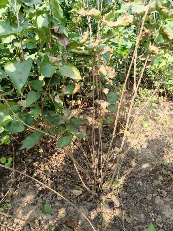 1734679035500425.jpg IMG_20220929_094046.jpg