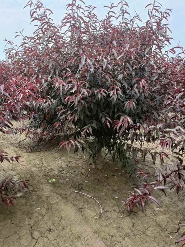 1734760125443836.jpg mmexport1686192132101.jpg