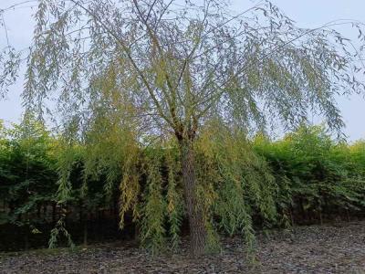 金絲垂柳在園林綠化中自然與藝術的雙重體現_最新苗木行情價格免費報價