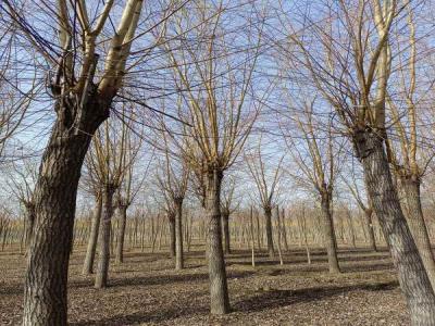 金絲垂柳生長環境監測與調控_最新苗木行情價格免費報價