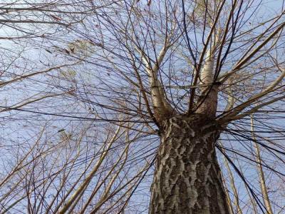 金絲垂柳營養診斷與施肥優化_最新苗木行情價格免費報價