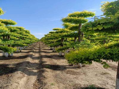 造型金葉榆：種植、修剪與景觀設(shè)計_提供免費苗木報價