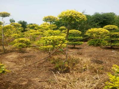 造型金葉榆：從選種到養(yǎng)護的全過程_提供免費苗木報價