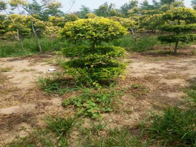 造型金葉榆的種植與養(yǎng)護技術(shù)_提供免費苗木報價