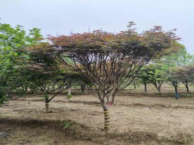 如何成功種植并養護日本紅楓_提供苗木報價