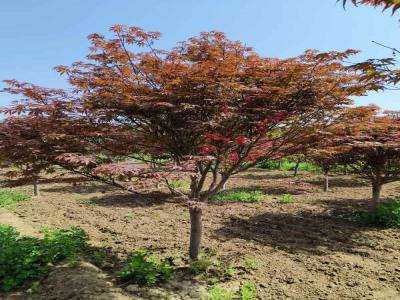 日本紅楓的種植與養護全攻略_提供苗木報價