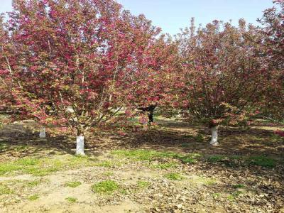 絢麗海棠的種植技術與養護管理_苗木可免費報價