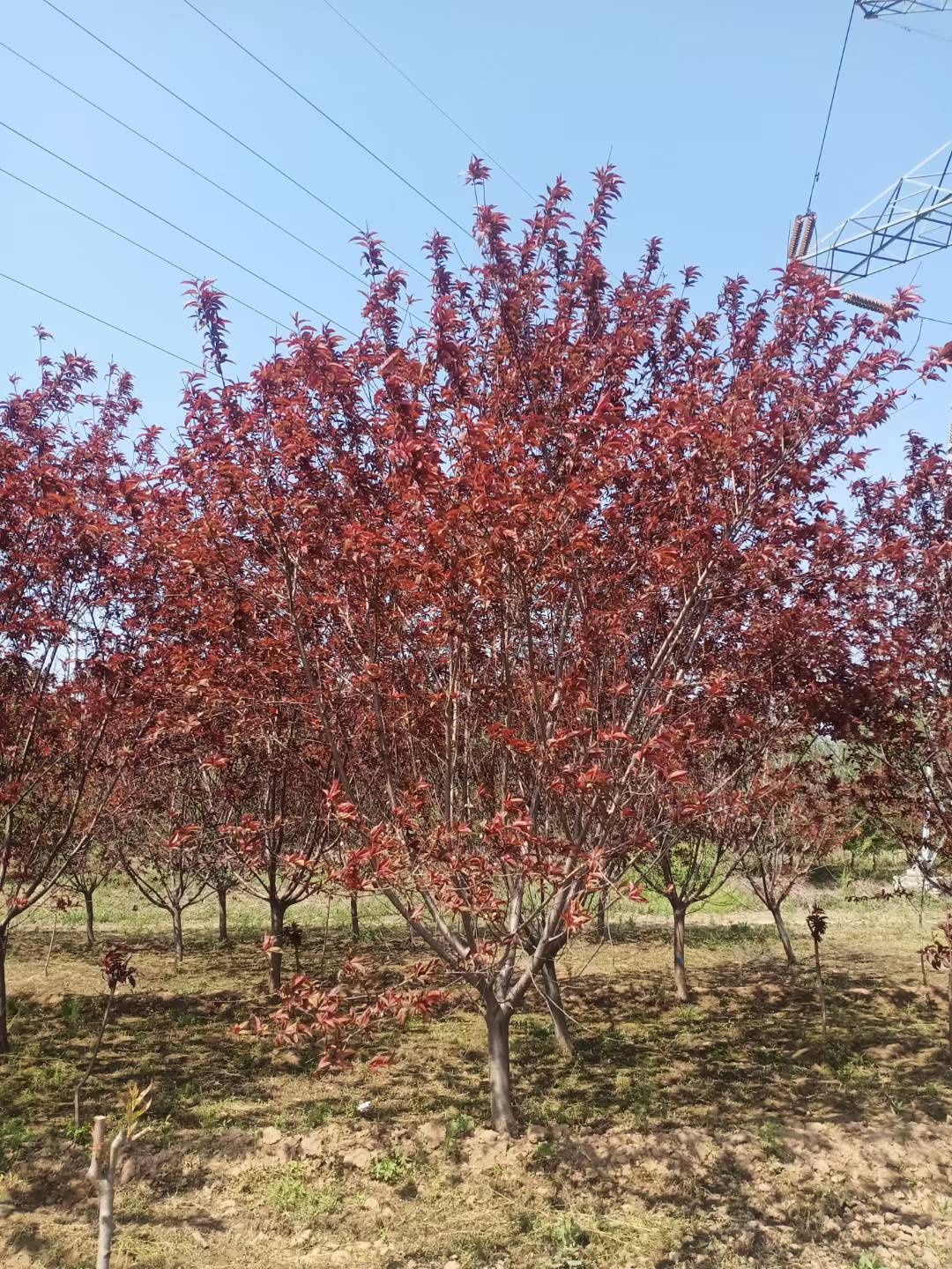 1750992763502196.jpg 1750403679363908.jpg