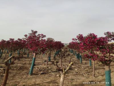 假植紅寶石海棠