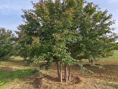 假值叢生當娜海棠