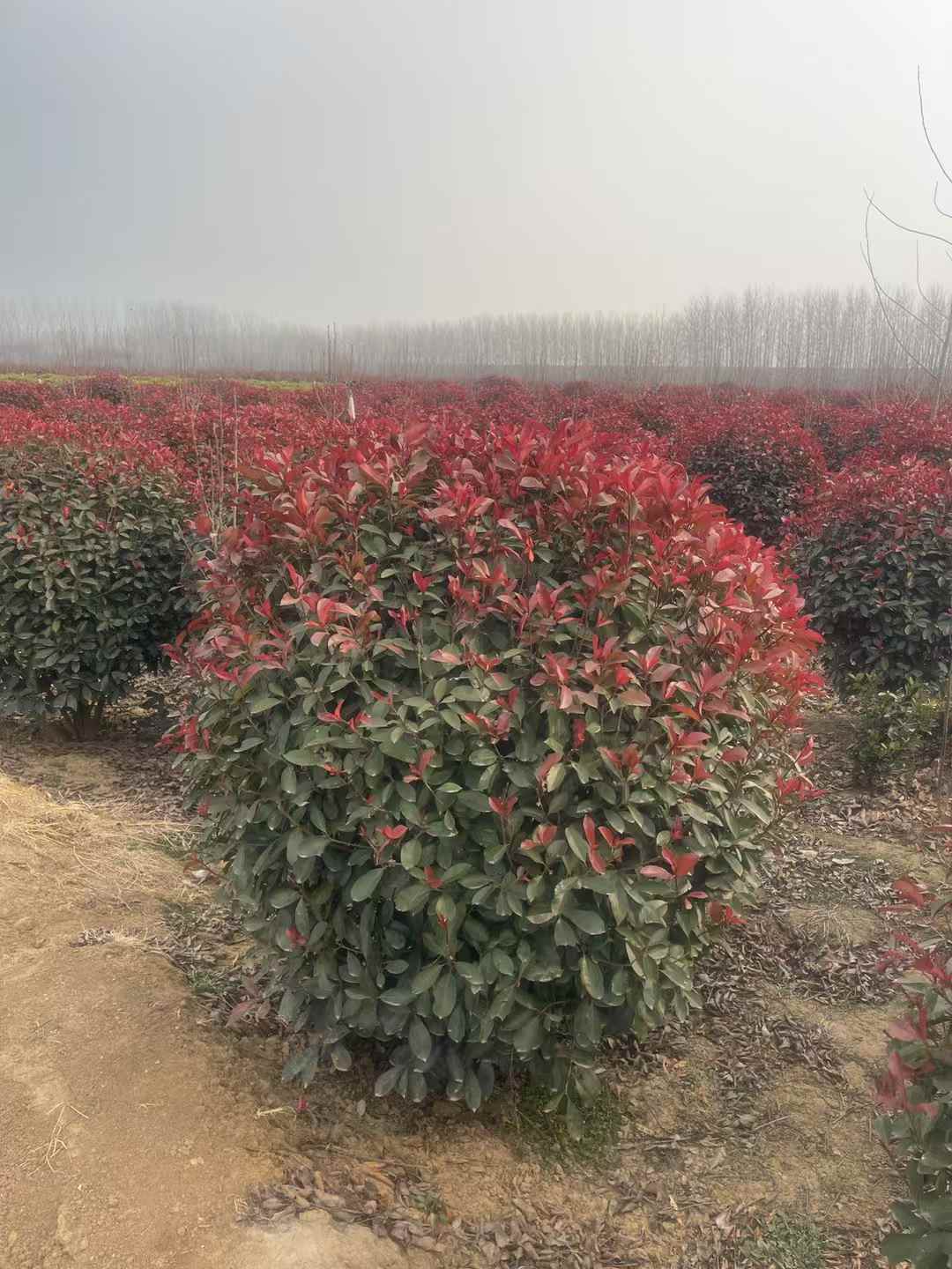 1754015440707822.jpg 1750402554773758.jpg