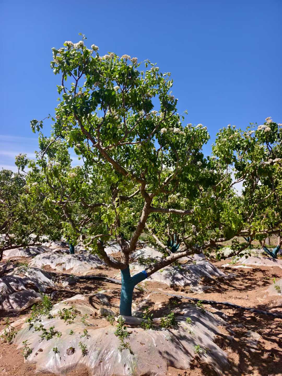 1754015788368999.jpg 1750401711401088.jpg