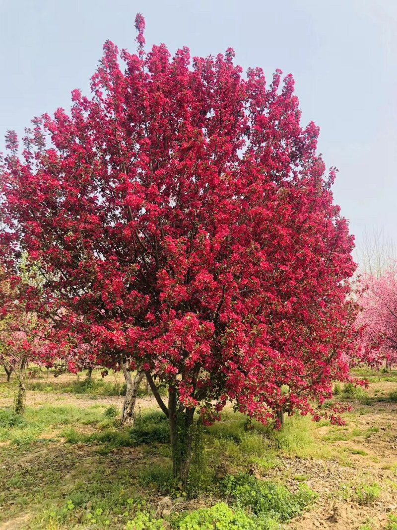 1754703516415759.jpeg 1750403914700002.jpeg