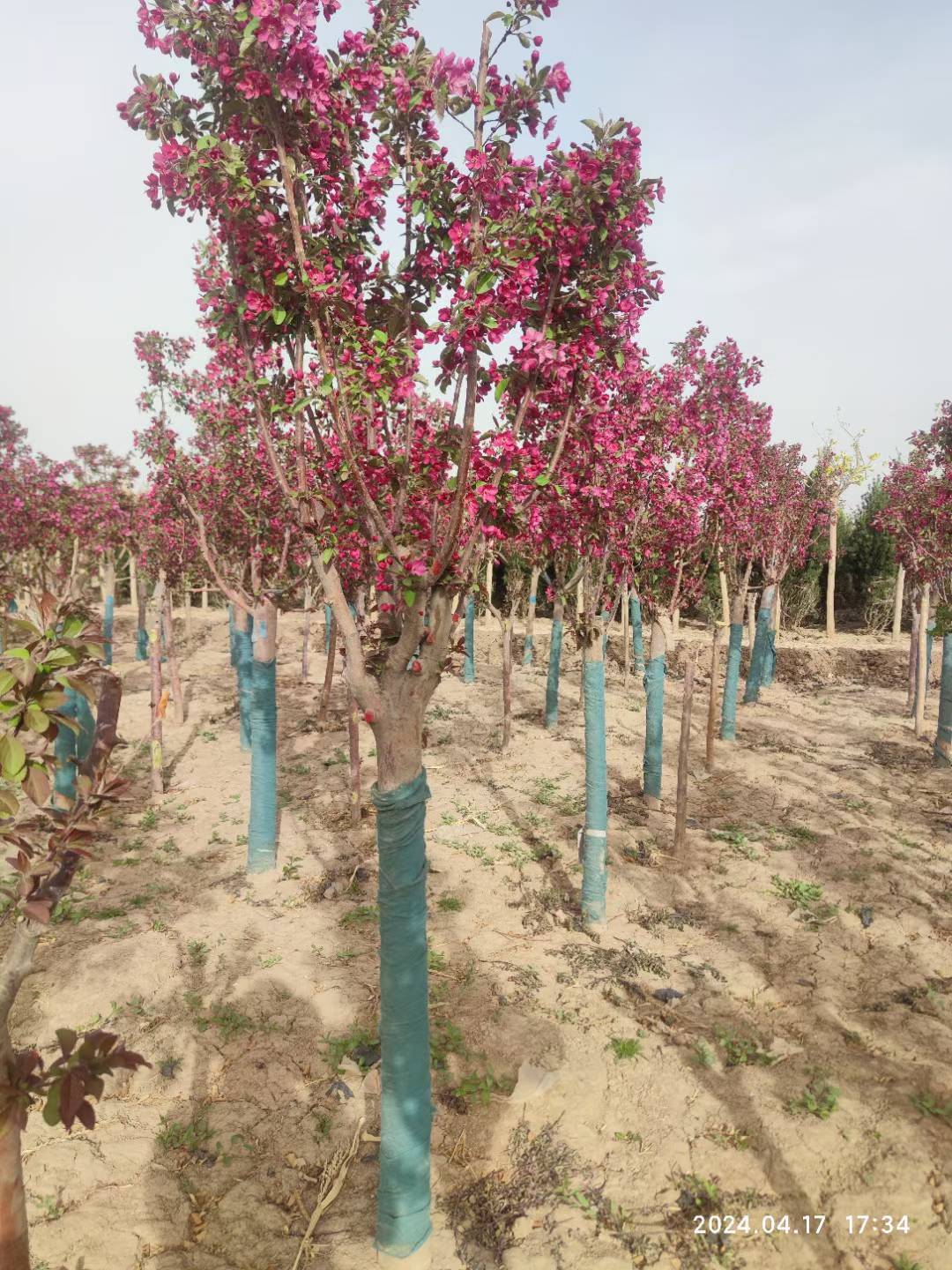 1759112854991170.jpg 1750404572822911.jpg